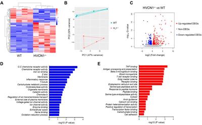 RNA-Seq Analyses Reveal Roles of the HVCN1 Proton Channel in Cardiac pH Homeostasis